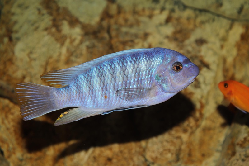 Labeotropheus fuelleborni 'Chimwalani Reef'